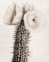 drawing of Hoodia bainii by Harriet Thiselton-Dyers in Curtis' Botanical Magazine, 1878
