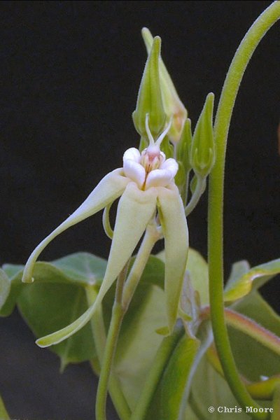 Oxypetalum banksii Schultes. Photo by Chris Moore